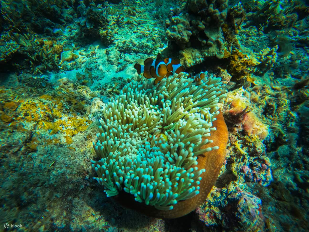 Excursion en bateau avec plongée en apnée à Kota Kinabalu, Sabah