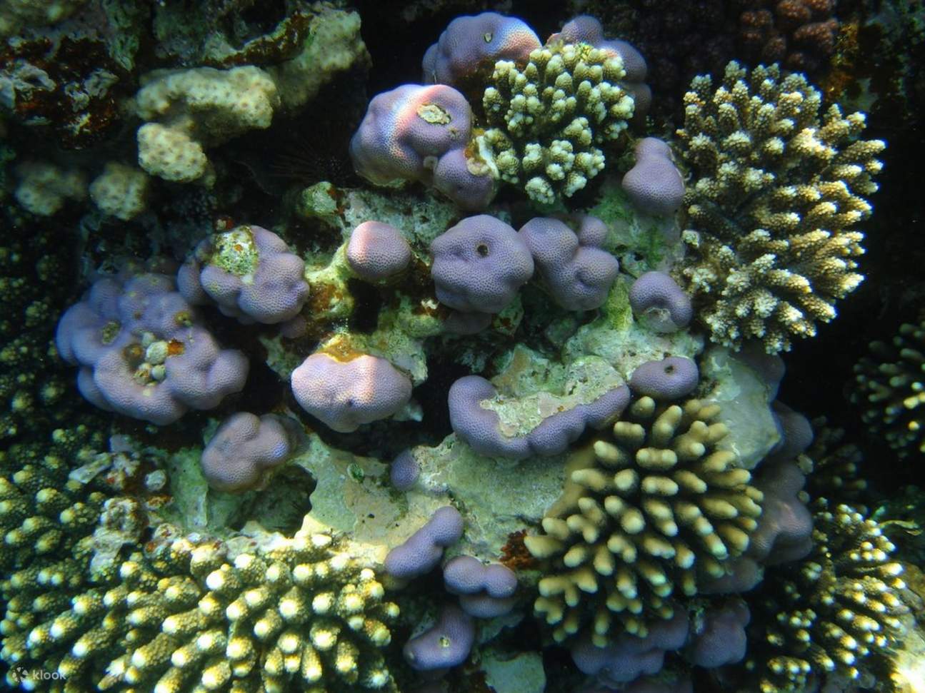 Parco Nazionale delle 3 Piscine e Quad ATV a Dahab in autobus - Sharm El Sheikh