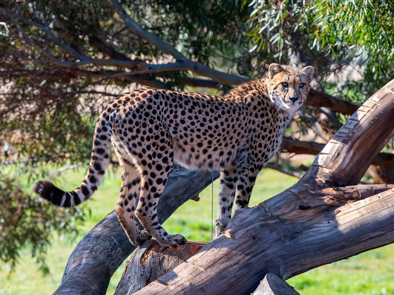 Cheetah Experience di Monarto Safari Park