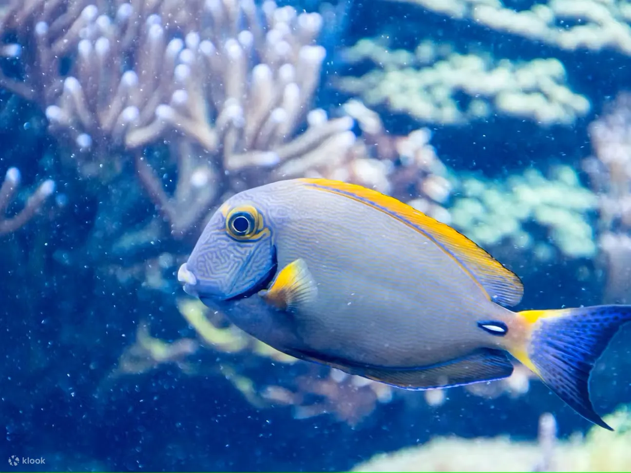 通过教育展示和日常生物讲座了解海洋生物保护