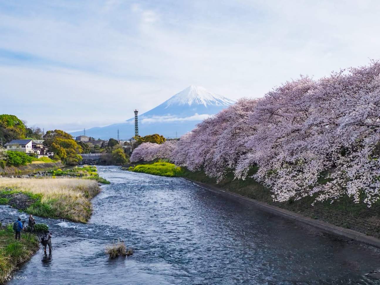 富士山桜限定｜彫刻の森美術館・早川津井・箱根神社・龍巌園を巡る