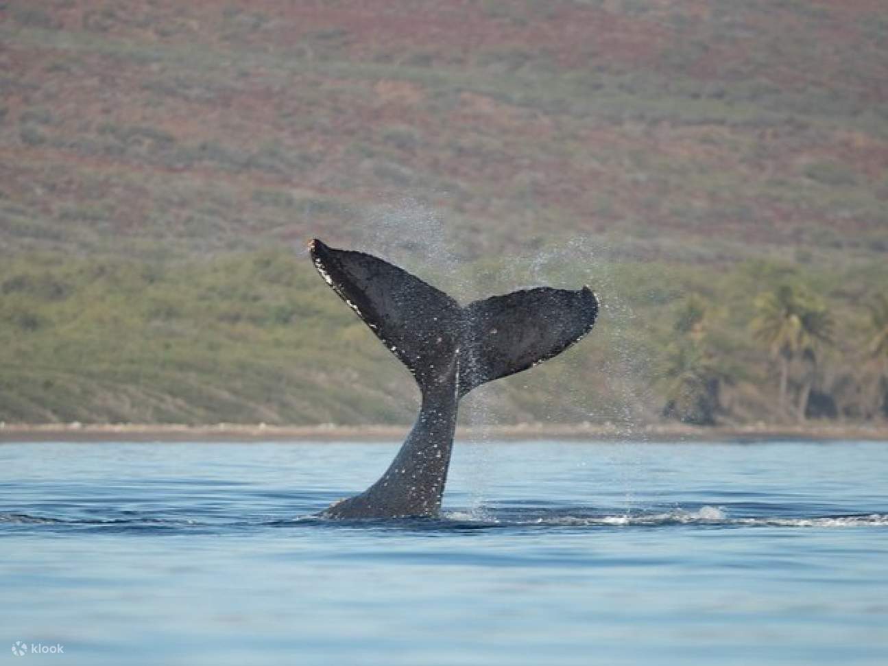 Maui: Snorkeling al Cratere di Molokini e Turtle Town