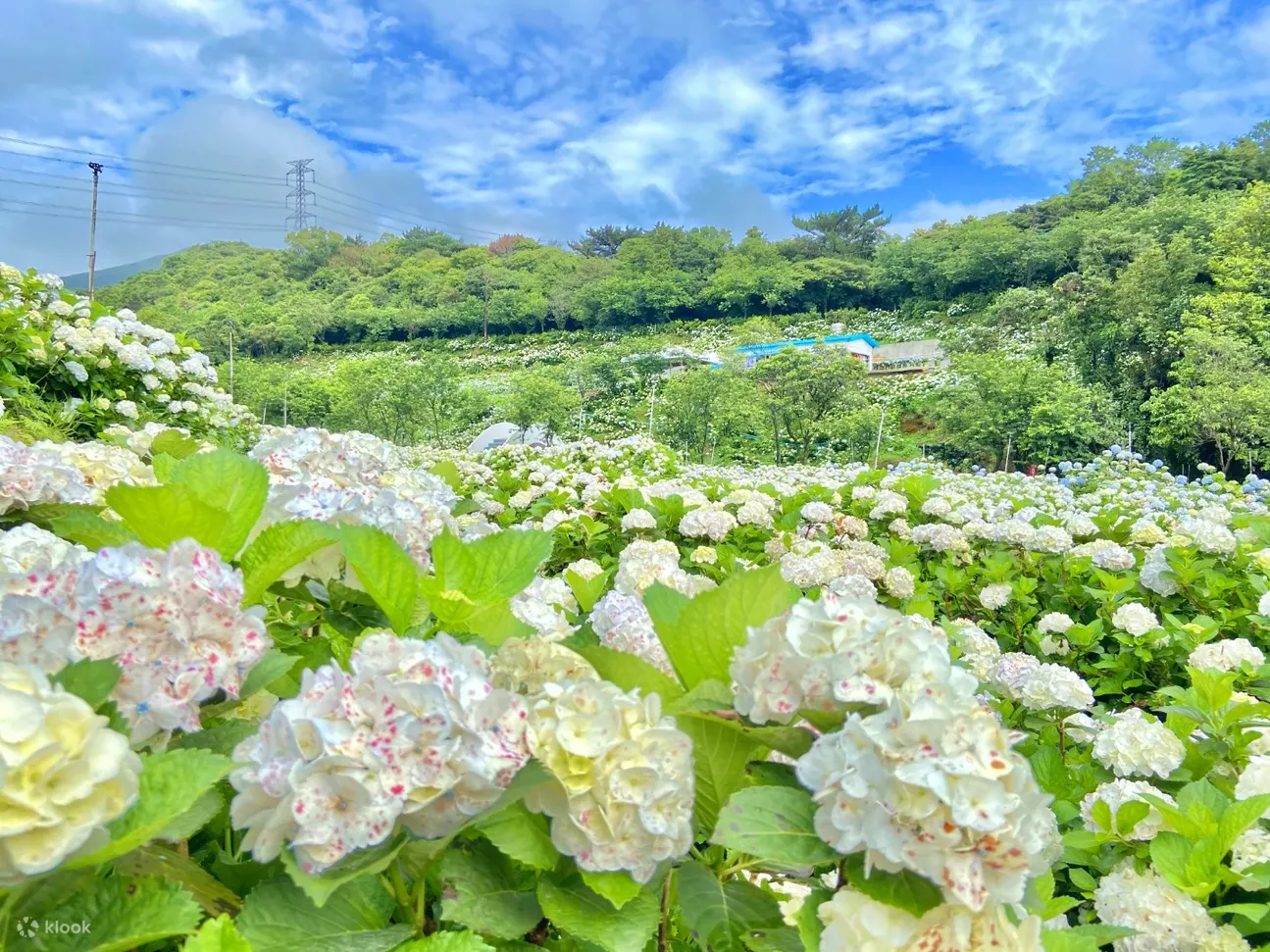 高家绣球花田