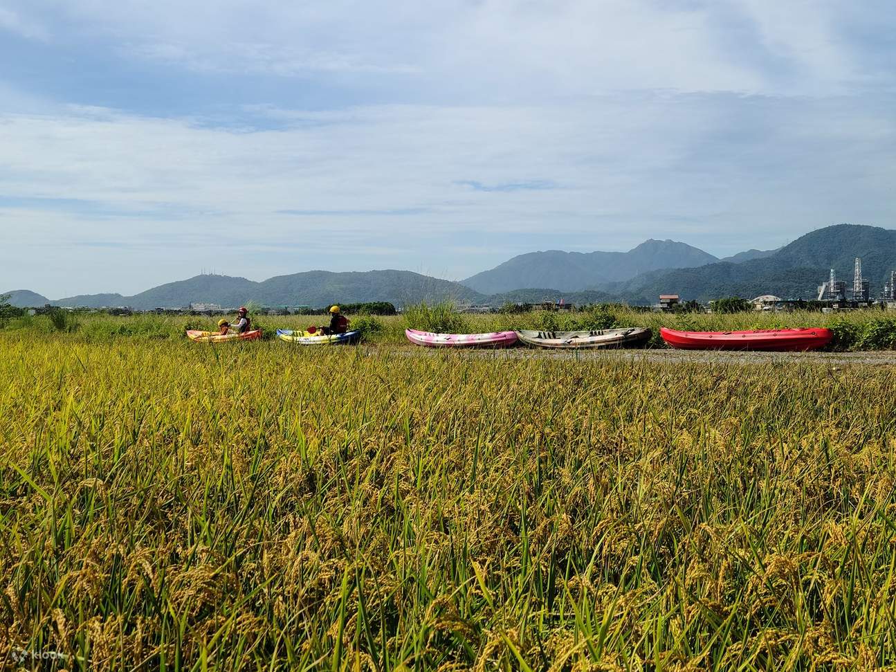 Campi di risaia di Yilan