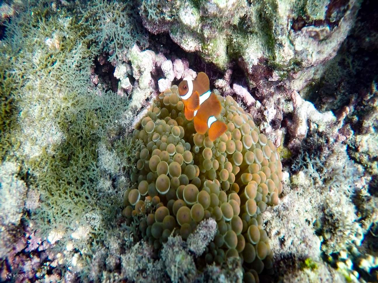 Sepanggar Island Diving Experience in Sabah, Malaysia - Klook ...