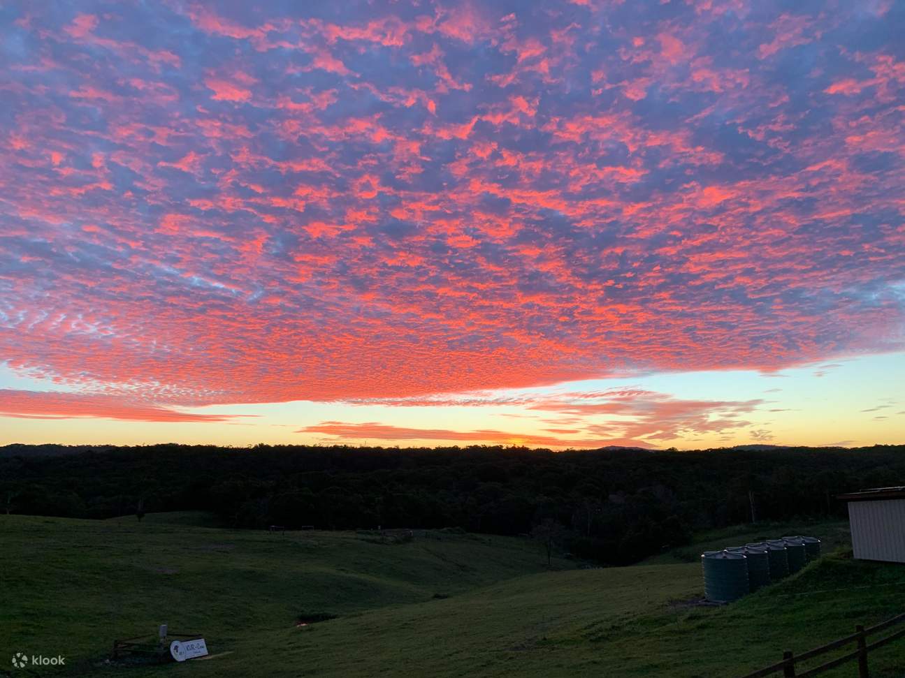 kur world cow pasture