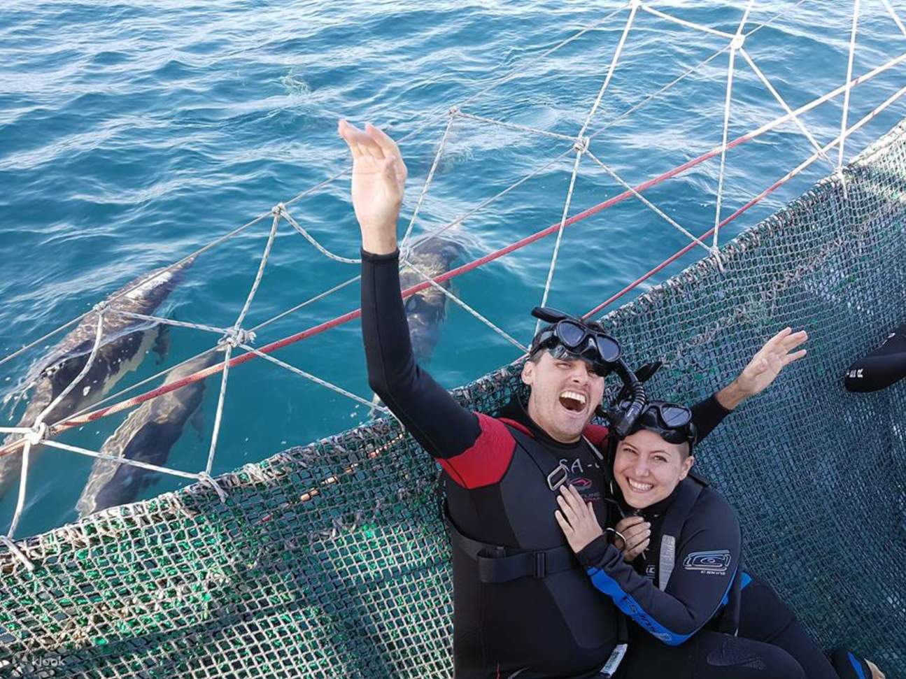 Menonton lumba-lumba liar di Port Stephens