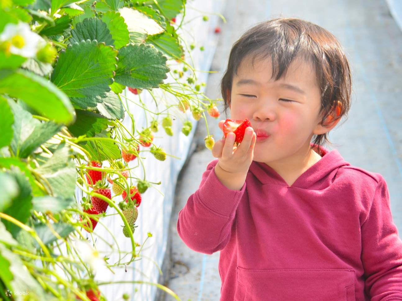 All-you-can-eat strawberry picking & Sakai Harvest Hill day trip tour  (lunch included / Osaka / Osaka departure) - Klook Singapore