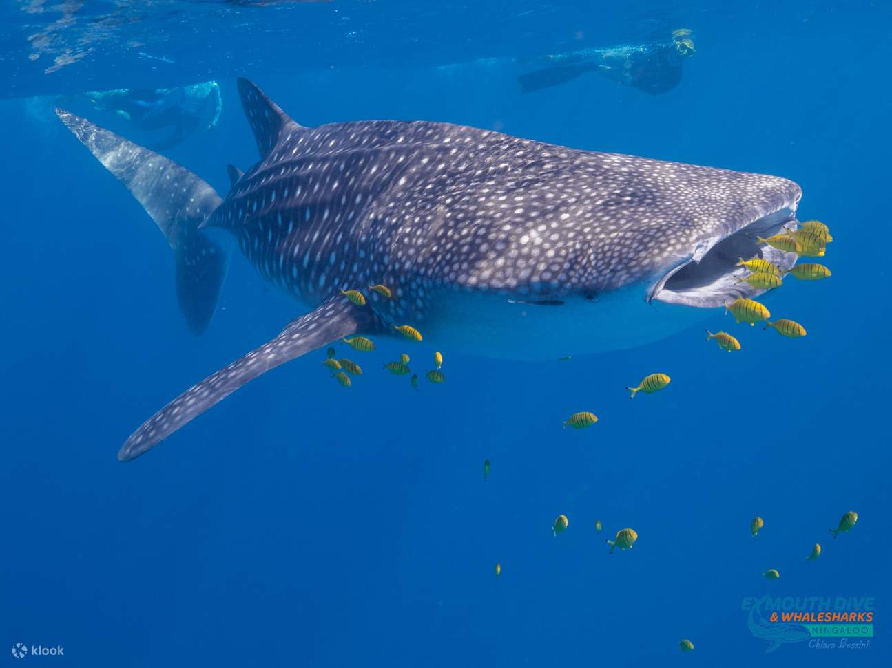 squali balena Ningaloo