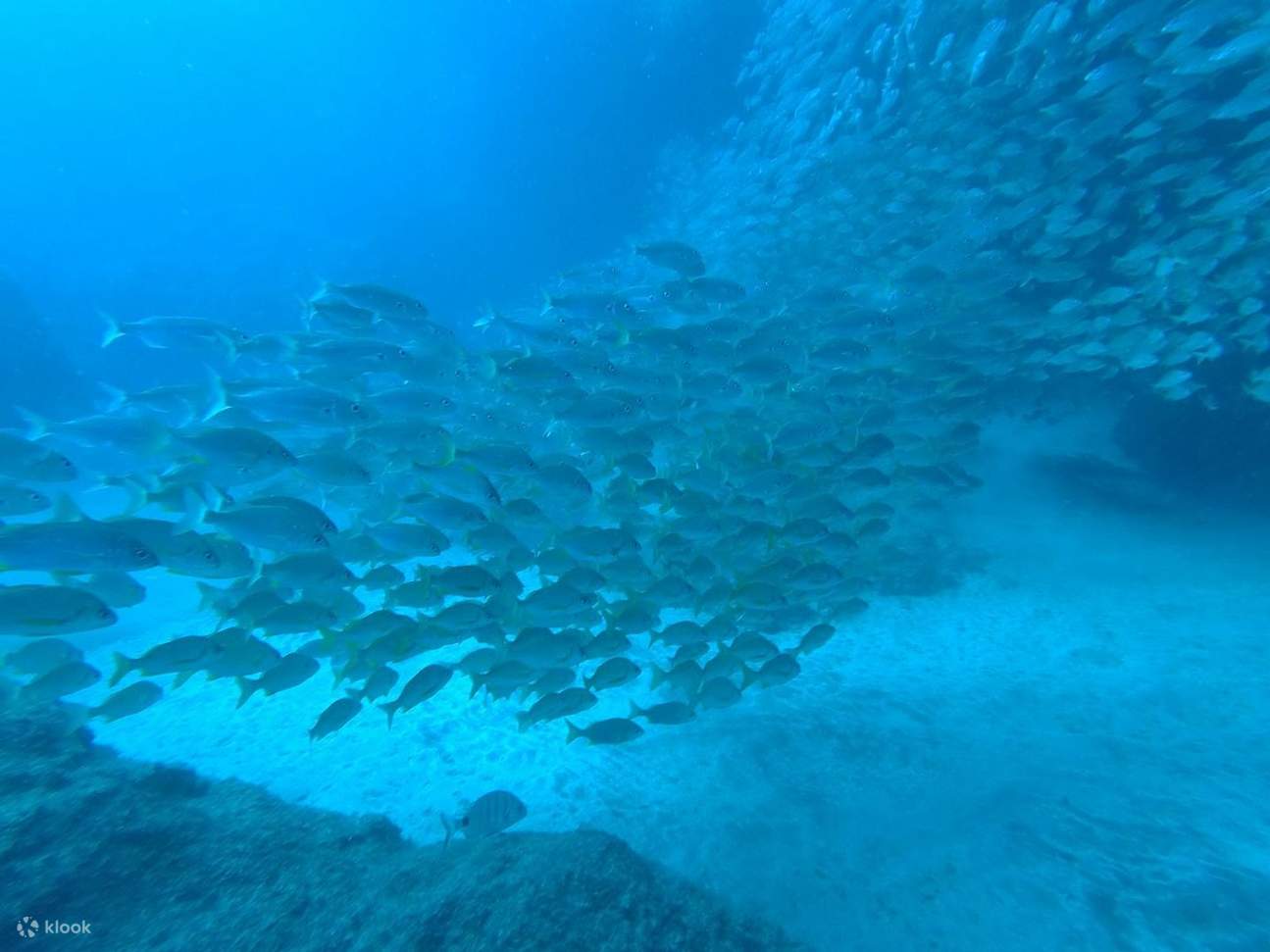 ทริปดำน้ำครึ่งวัน