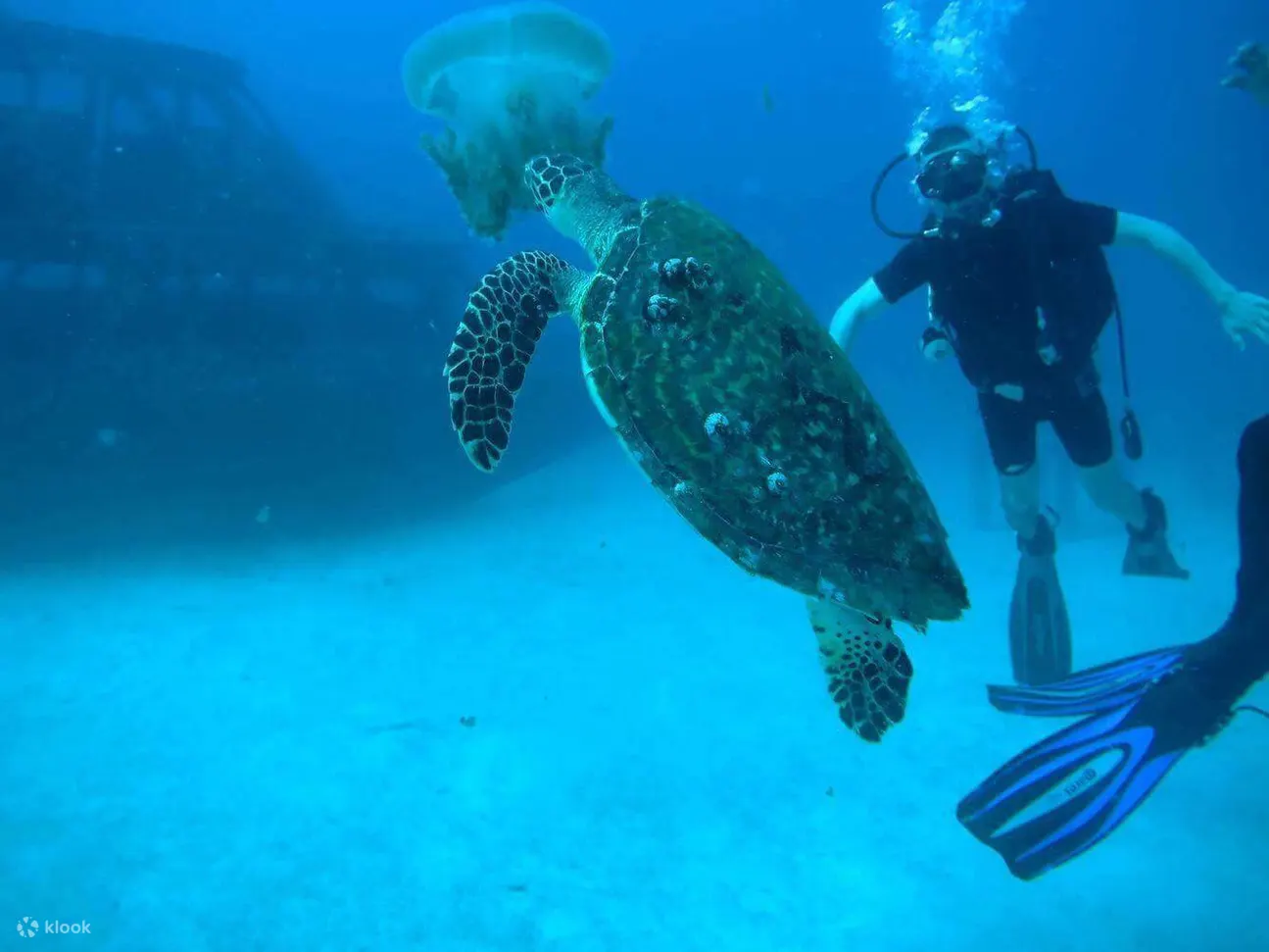 水下的海洋生物