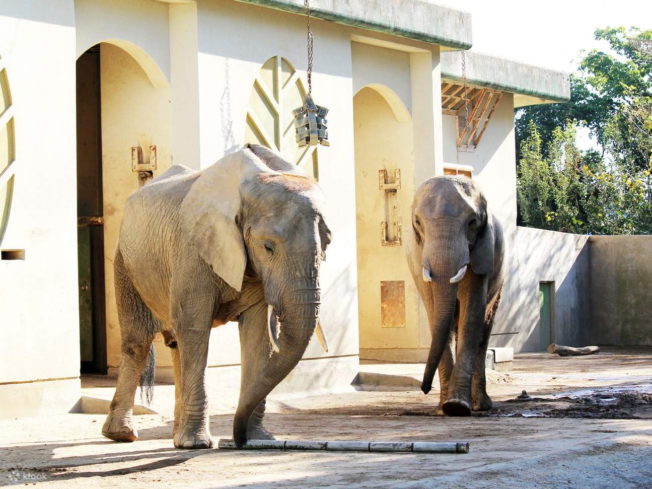 Дневной проездной Kumamoto WakuWaku