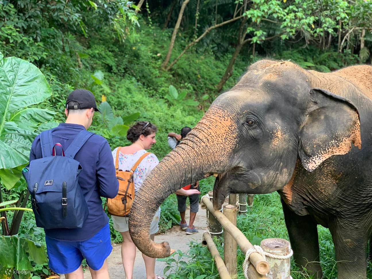 Private Natural Bamboo Rafting And Enjoy Elephant Care in Phuket