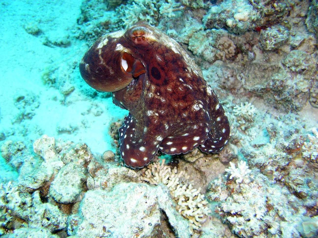 Parco Nazionale delle 3 Piscine & Quad in ATV a Dahab in bus - Sharm El Sheikh