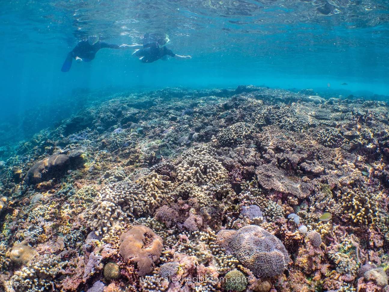 СНОРКЛИНГ: ТУЛАМБЕН | All 4 Diving Indonesia