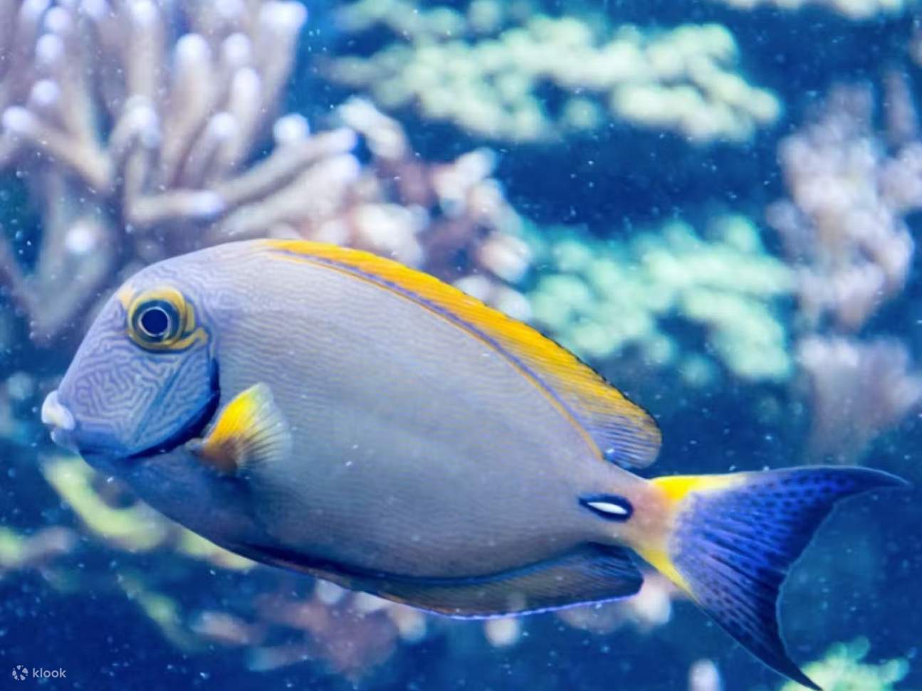 Ikan badut warna-warni melesat di antara karang sementara penyu berenang dengan anggun dalam pemandangan yang menakjubkan