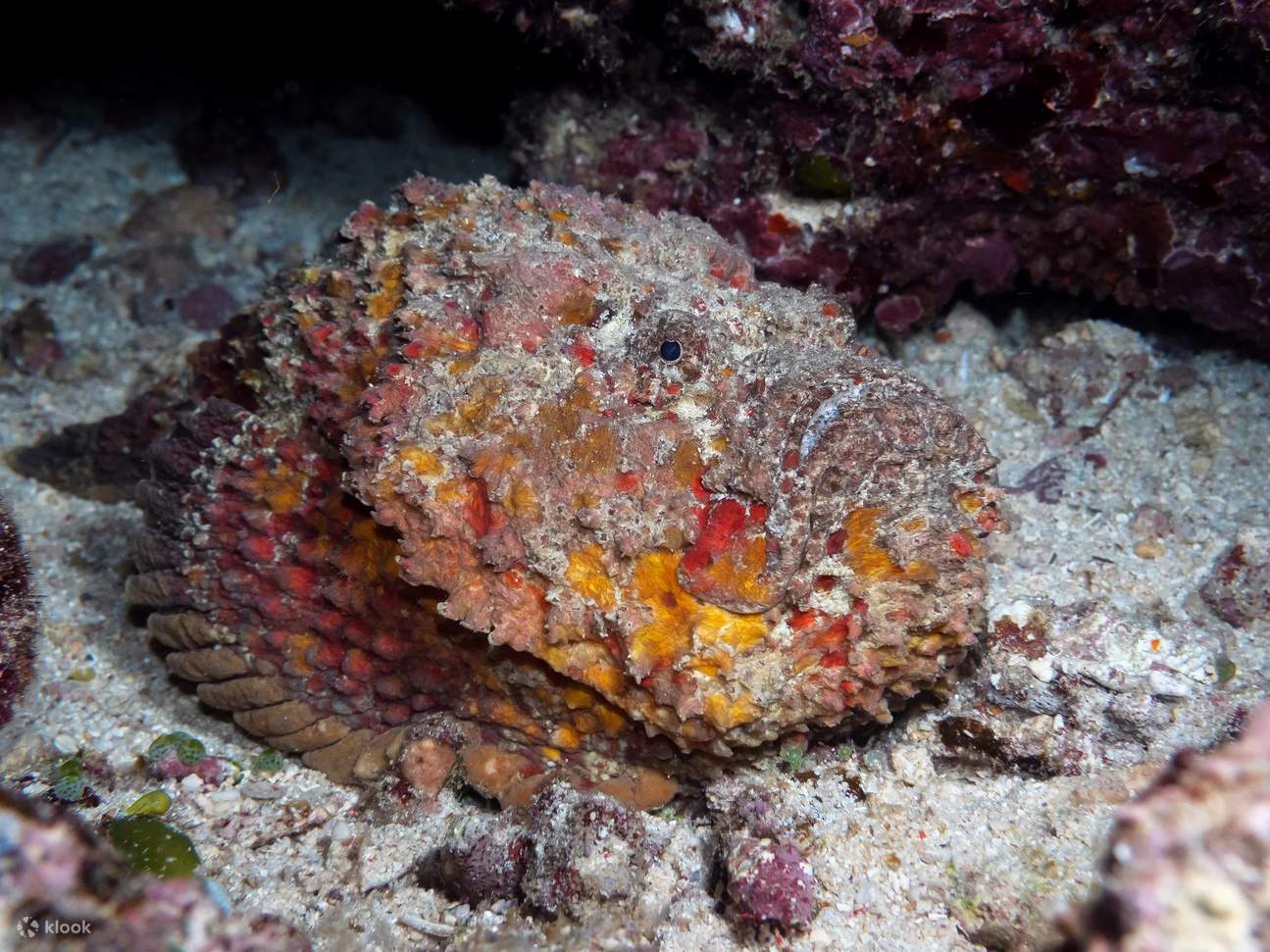 在科莫多島潛水時，請睜大眼睛仔細觀察，因為親眼目睹石頭魚在其自然棲息地的機會，將為您的水下之旅增添額外的刺激。