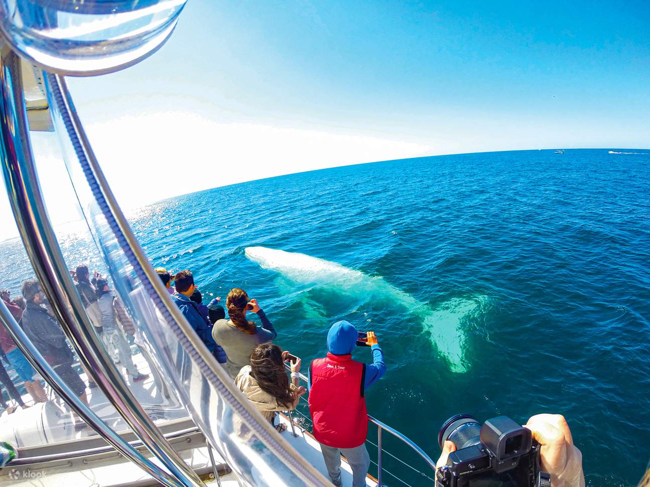 Whale Watching Day Trip dari Brisbane Klook Indonesia