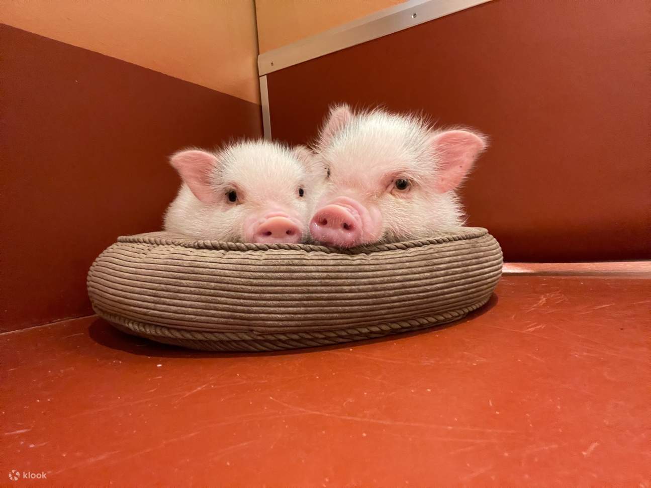 完全个人包厢迷你猪互动咖啡厅・附赠点心喂食体验（东京）