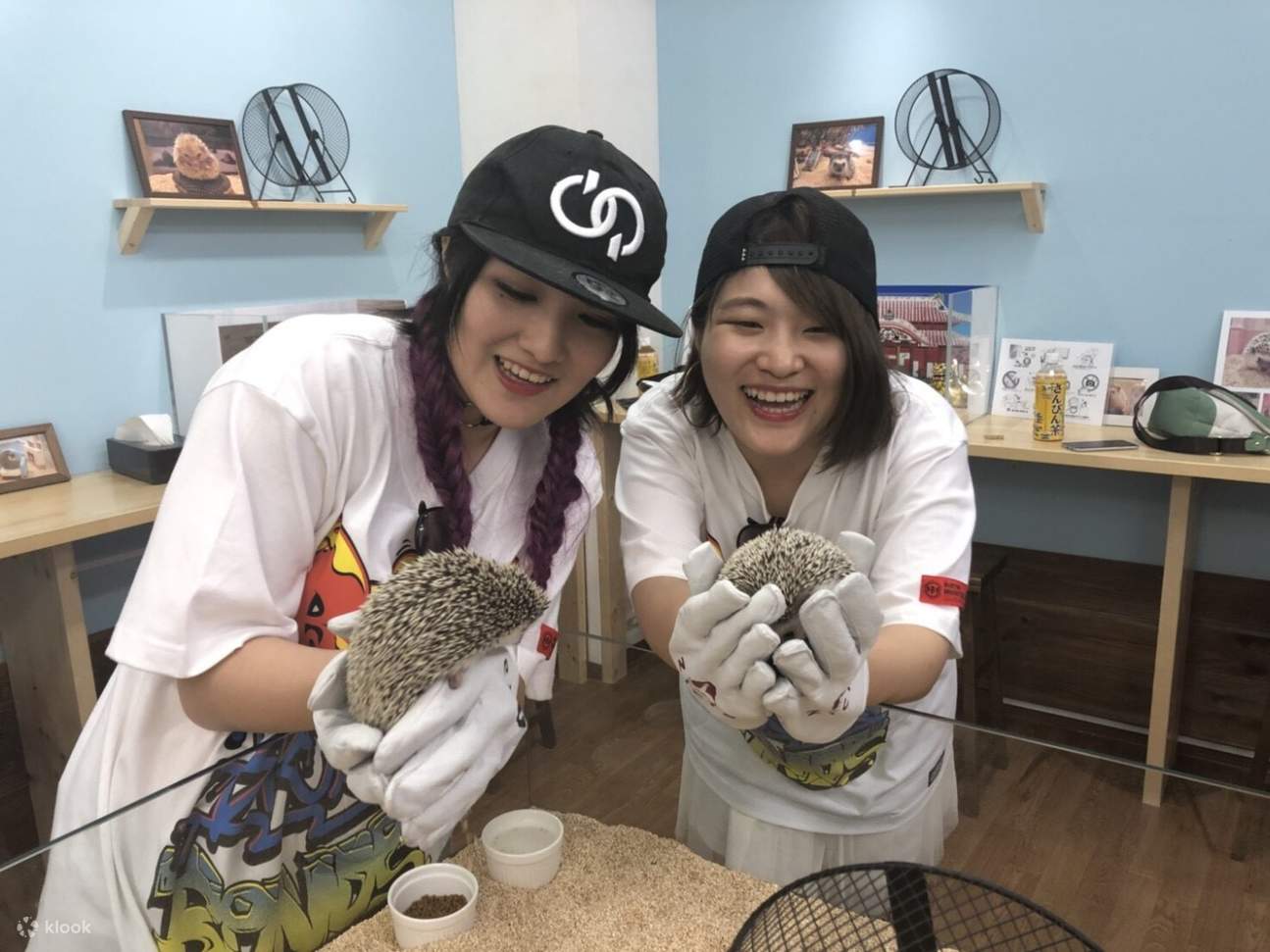 ลูกค้าร้าน Hedgehog Home and Café ในเมืองนาฮะ 