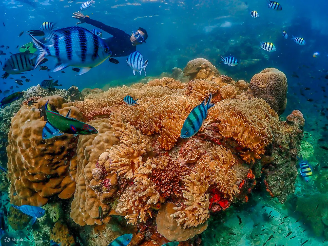海底的海洋生物