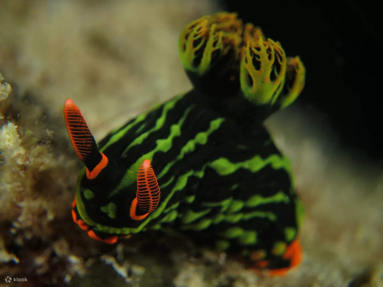 Dal perfezionamento dell'assetto all'incontro con specie rare, il nostro Corso Avanzato a Mabul svela i segreti delle profondità.