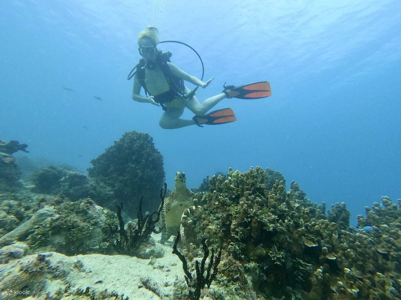 Menari Bersama Penyu Hijau!