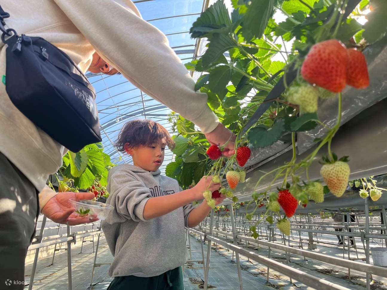 4品種食べられる完熟いちご狩り（90分食べ放題/岡山） | Klook