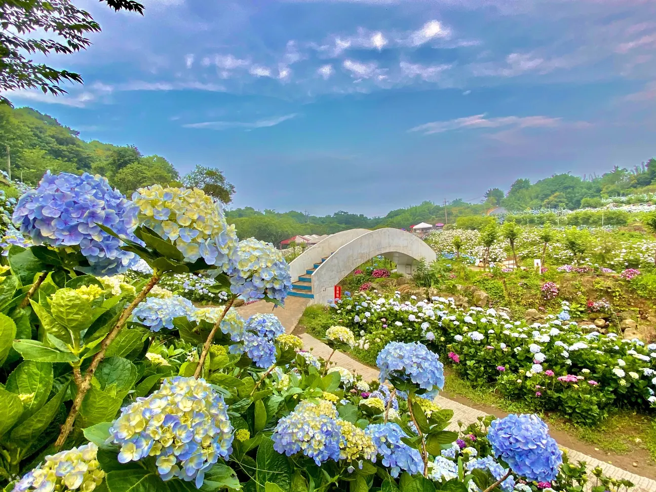 高家绣球花田