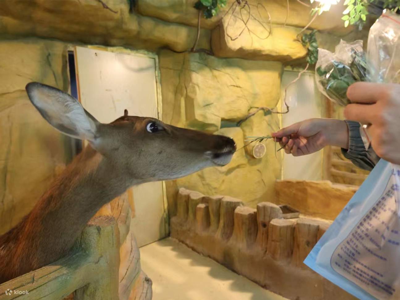 Shenzhen Yeen Animal Park (Longgang Wanda Plaza) - Klook