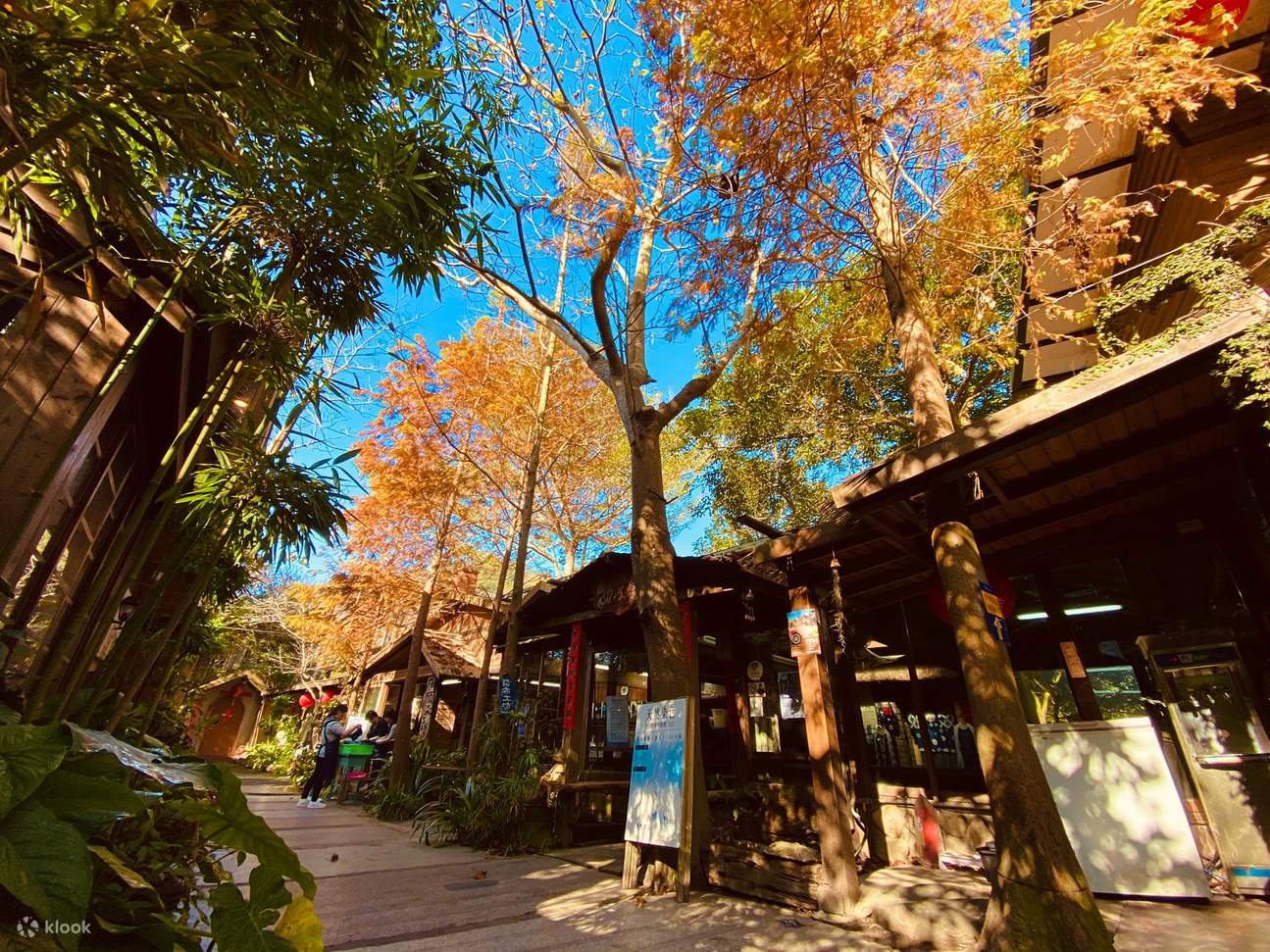 Болотный кипарис