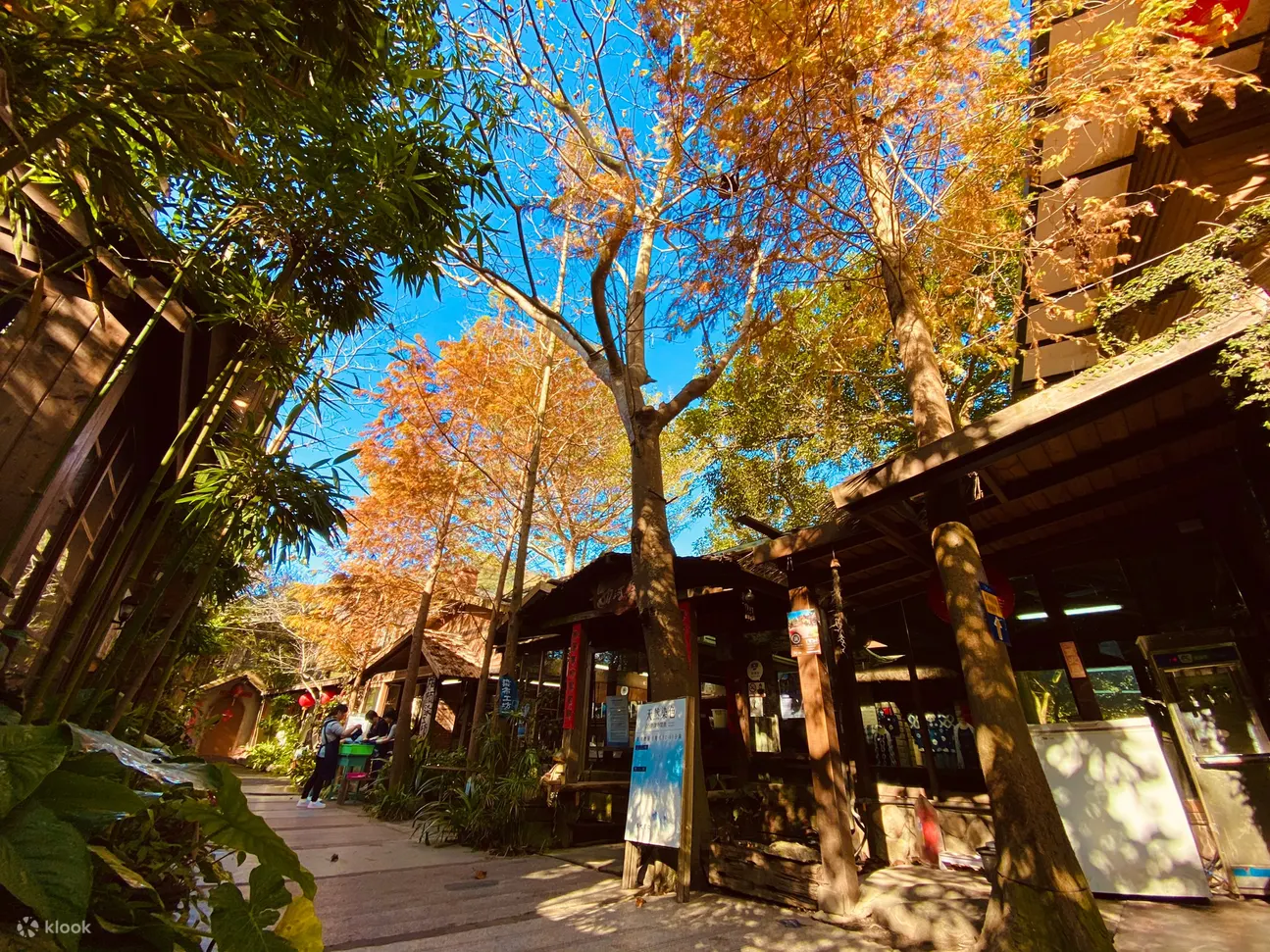 落羽松