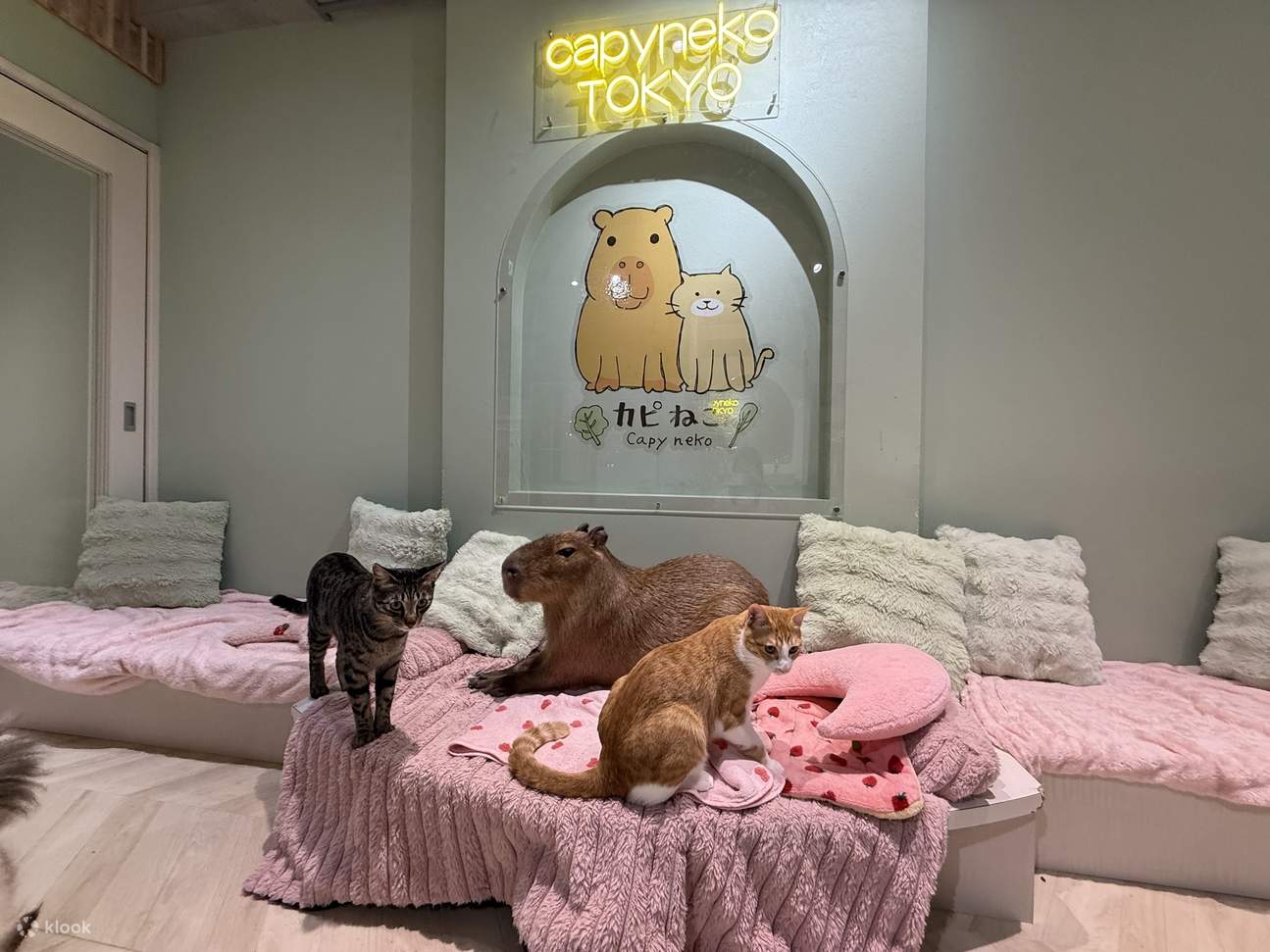 Interaction avec les capybaras et les chats [Capyneko Cafe Harajuku ...