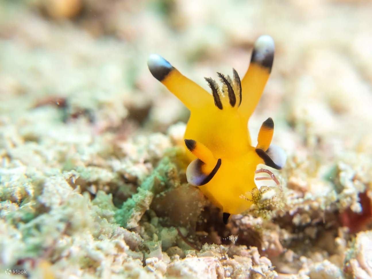 Entdecken Sie die Miniaturwunder der Unterwasserwelt von Komodo mit der aufregenden Möglichkeit, Nacktschnecken zu beobachten, die Ihrem Tauchabenteuer einen Farbtupfer verleihen.