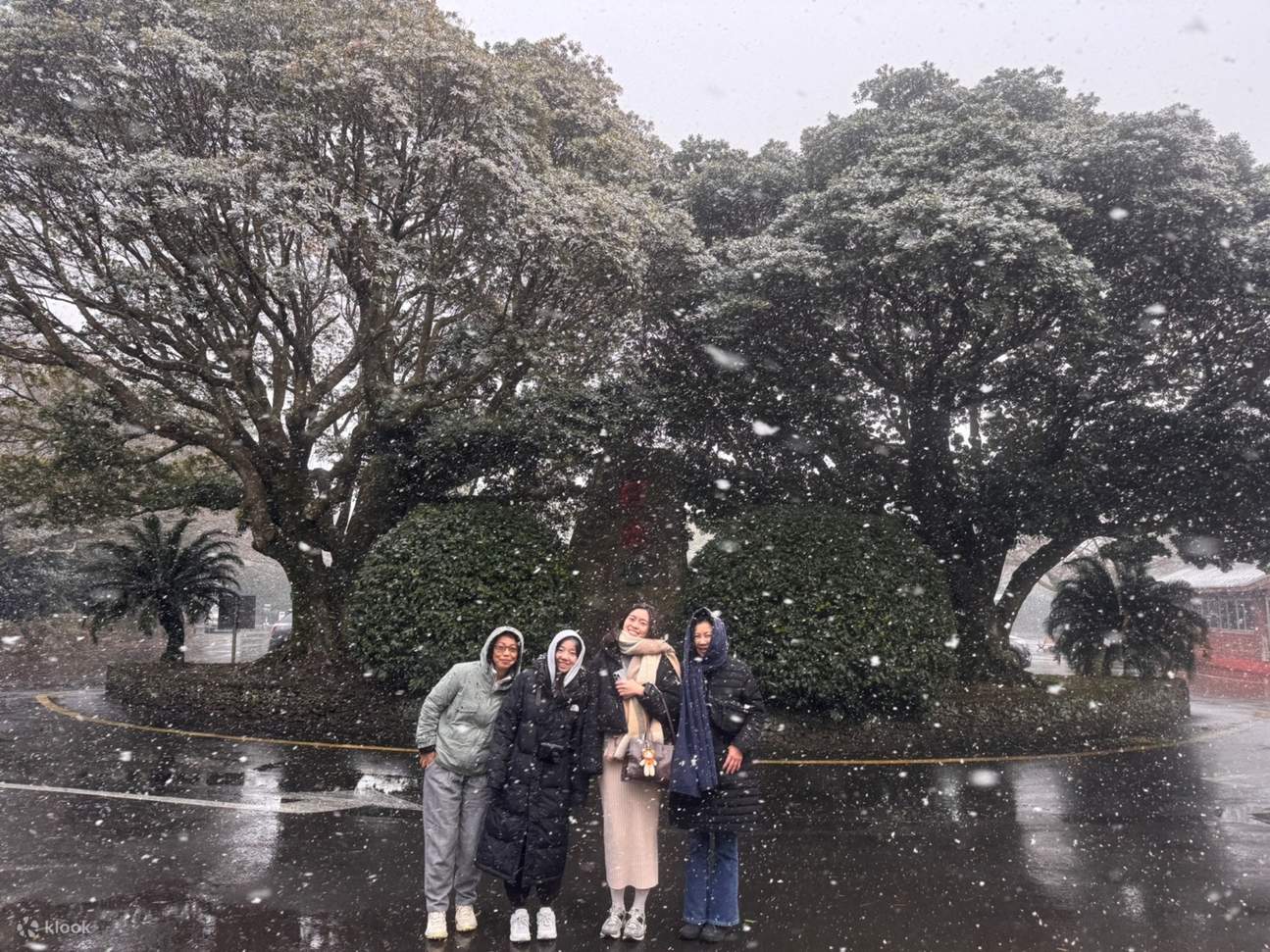 Jeju Camellia & Tangerine & Snow Winter Seasonal Tour - Klook