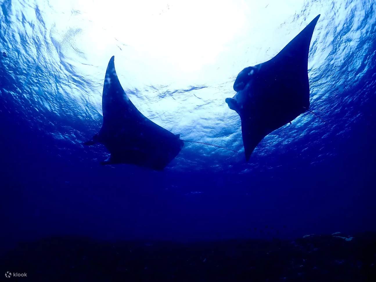 Encounter fascinating marine life up close as you advance your diving skills in Ishigaki.