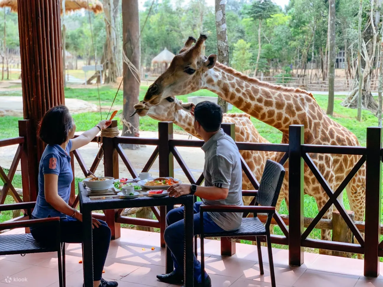 Vinpearl Safari Phu Quoc giraffe feeding