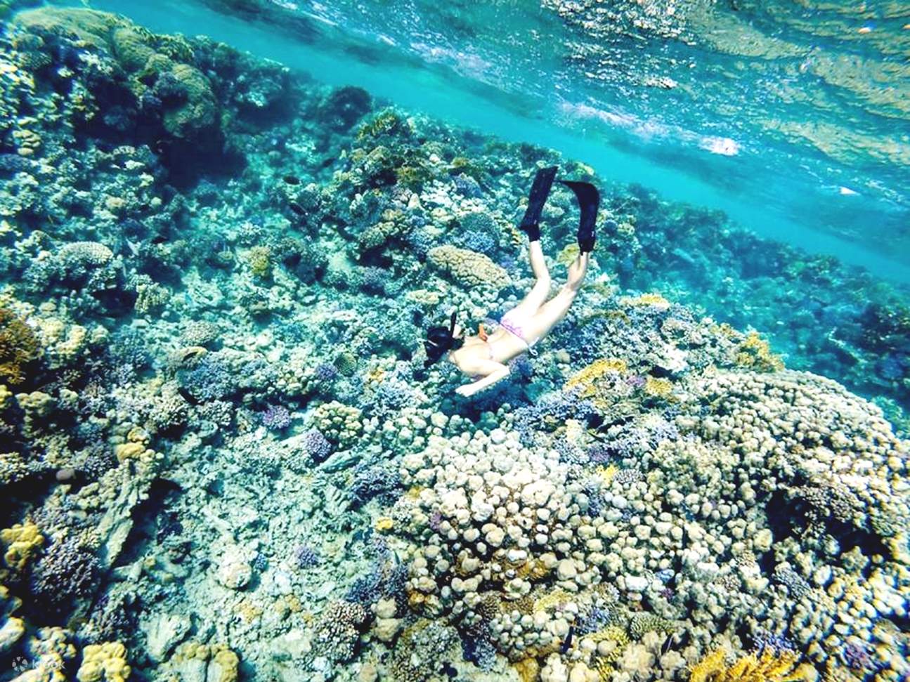 Mar Rosso: Isola di Orange Bay e crociera con snorkeling e pranzo