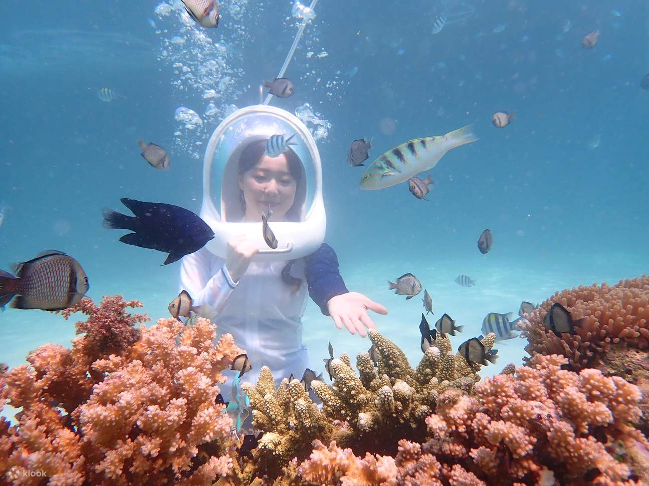 水下伸手觸摸魚的女子