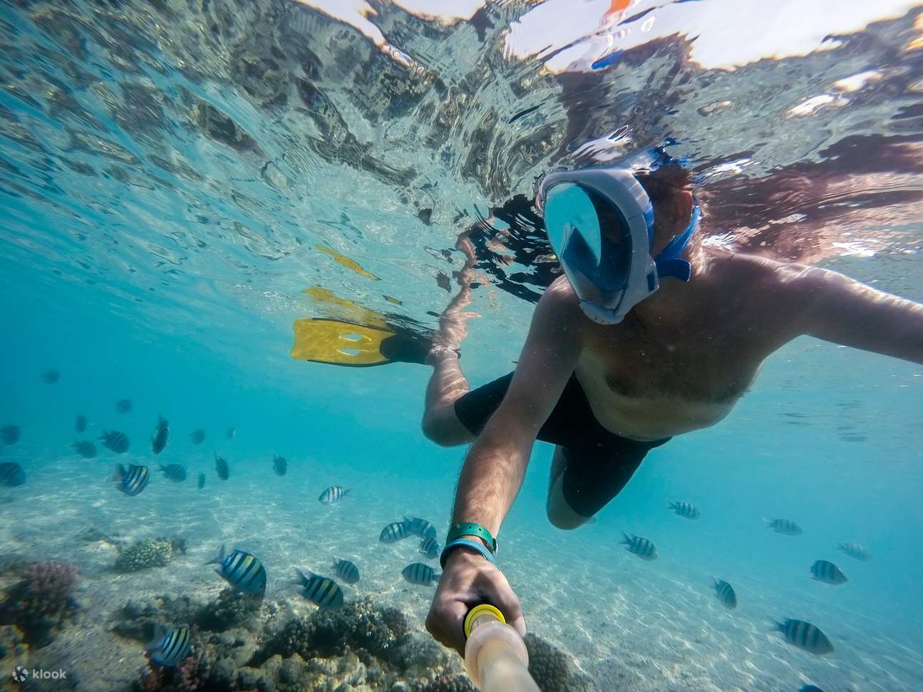 Coral Island 5-in-1 Tour