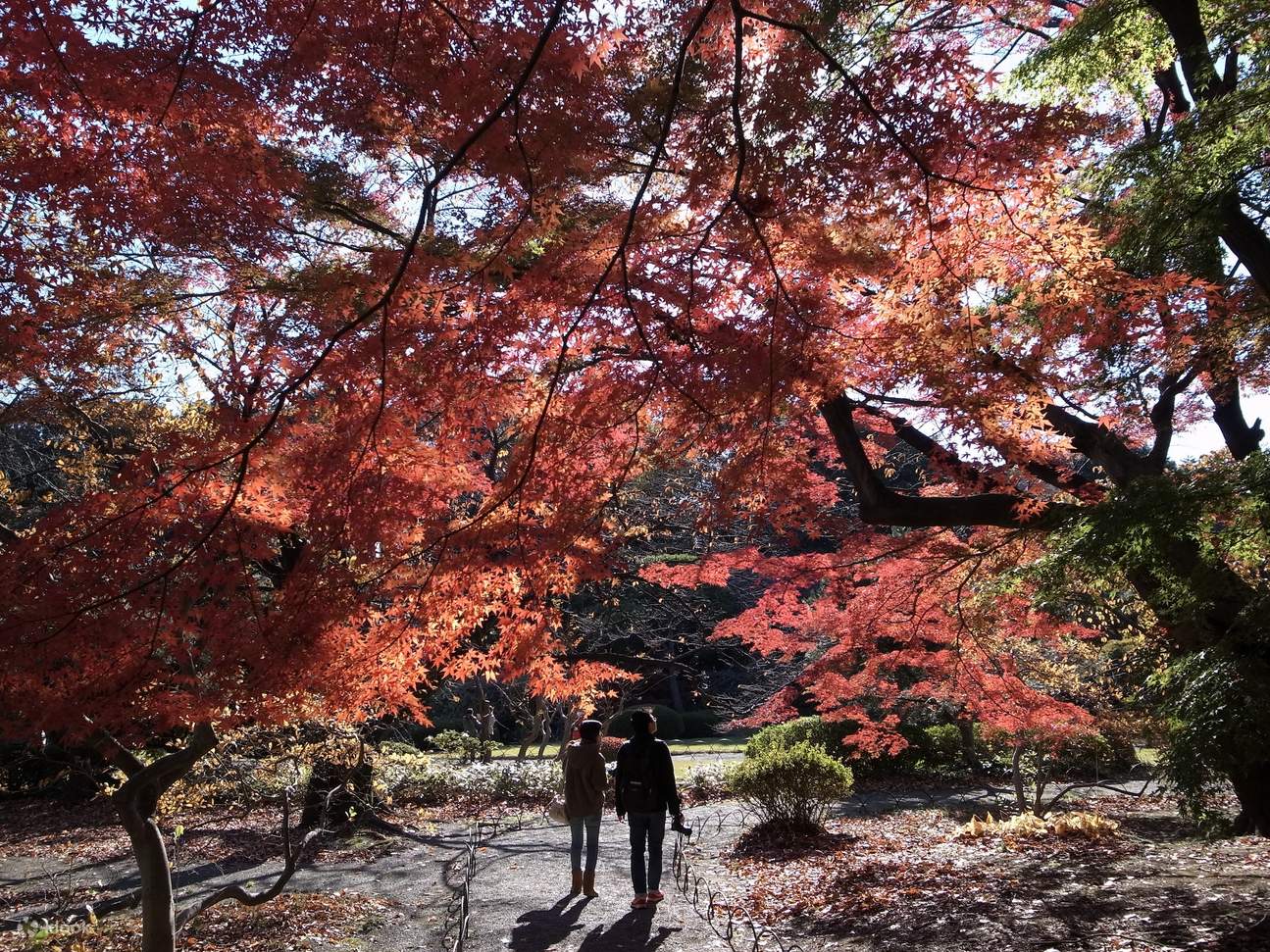 Синдзюку-гёэн