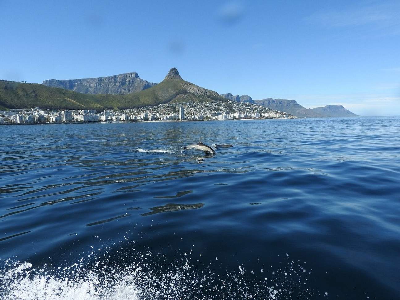 Pertemuan Hidupan Liar Lautan