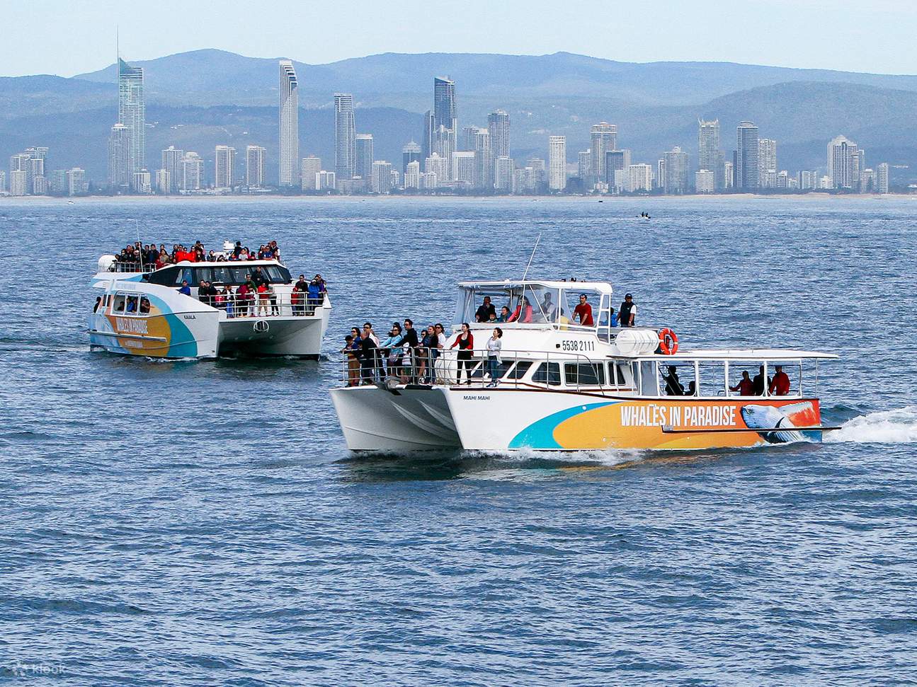 Whale Watching Cruises from Surfers Paradise Klook