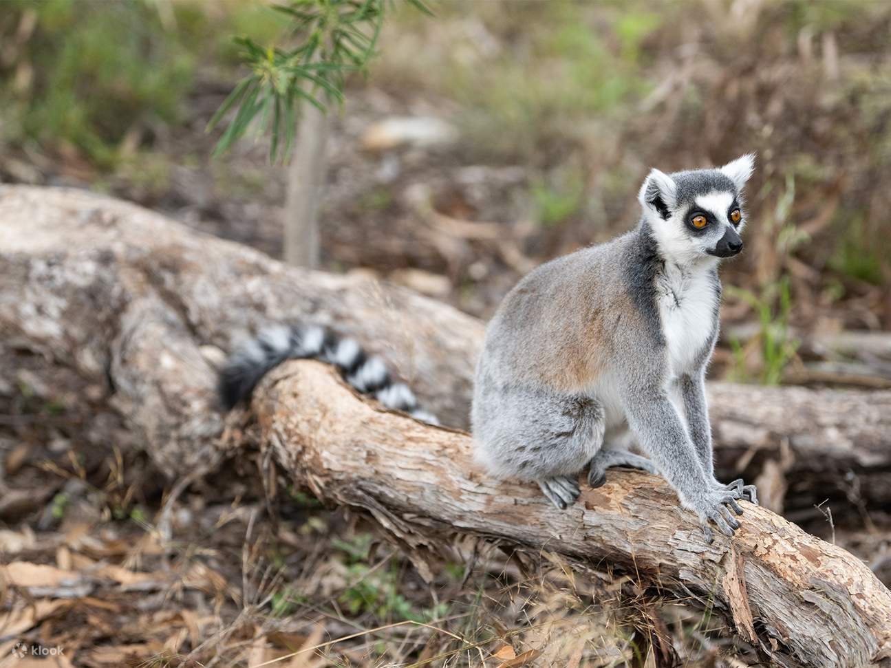 Monarto Safari Park Keeper for a Day