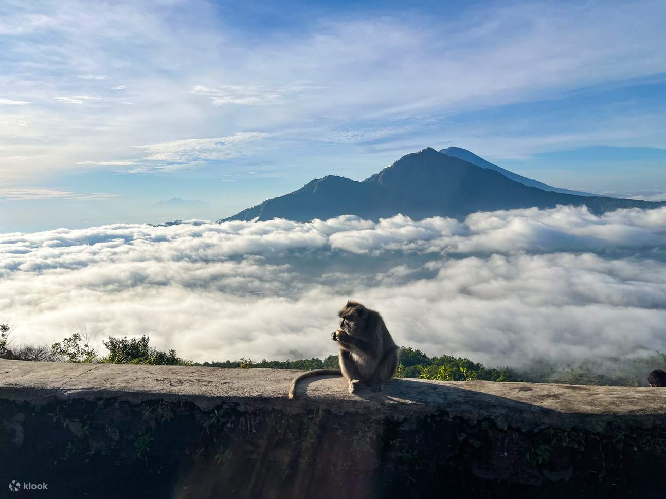 巴杜尔山顶上的猴子