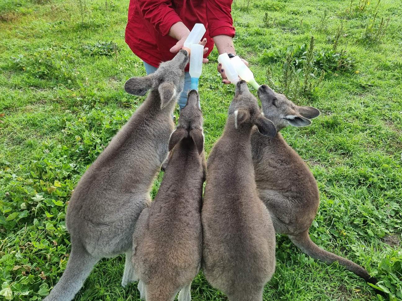 Kangaroo Rescue Caves, Cabernet and Kangaroos Full Day Tour - Klook