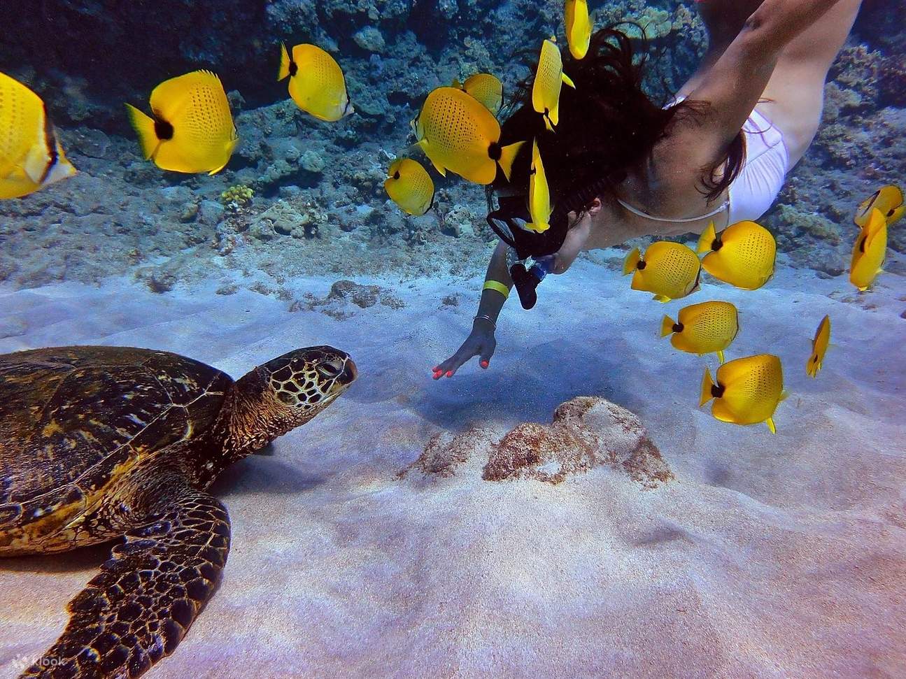 Saksikan penyu berenang dengan tenang di samping para *snorkeler* di dunia bawah laut alami mereka