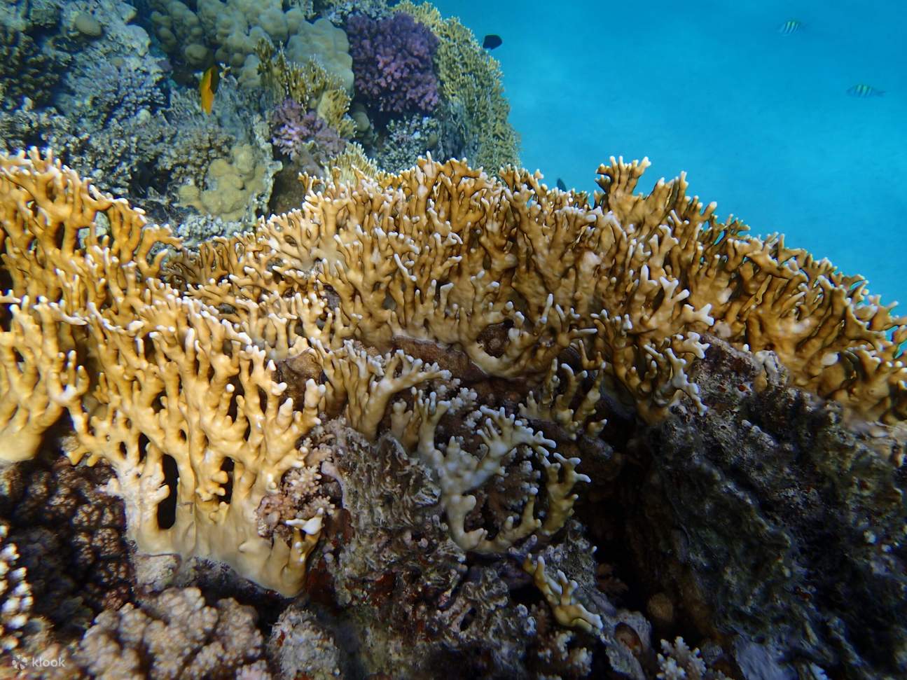 Sharm El-Lole Beach is a hidden gem just 10 km south of El-Quseir.