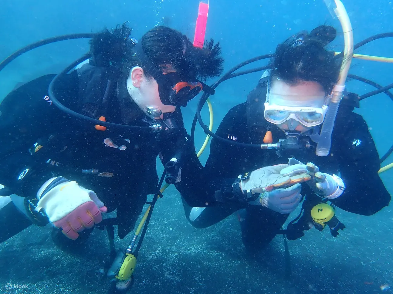 体验三岛丰富多彩的海洋生物之美，同时掌握高级潜水技术