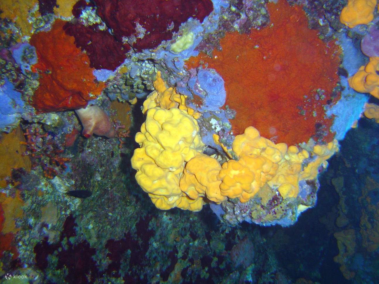 Chuyến Đi Lặn Biển